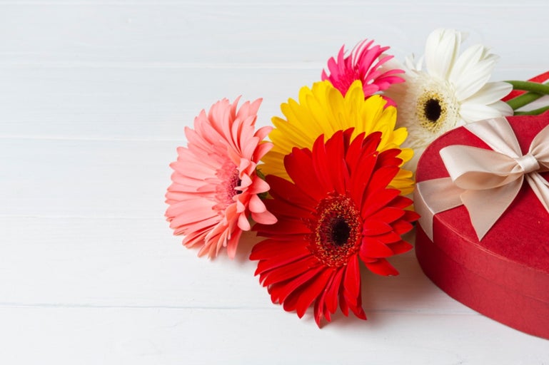 Gerbera multicolore cu cutie în formă de inimă