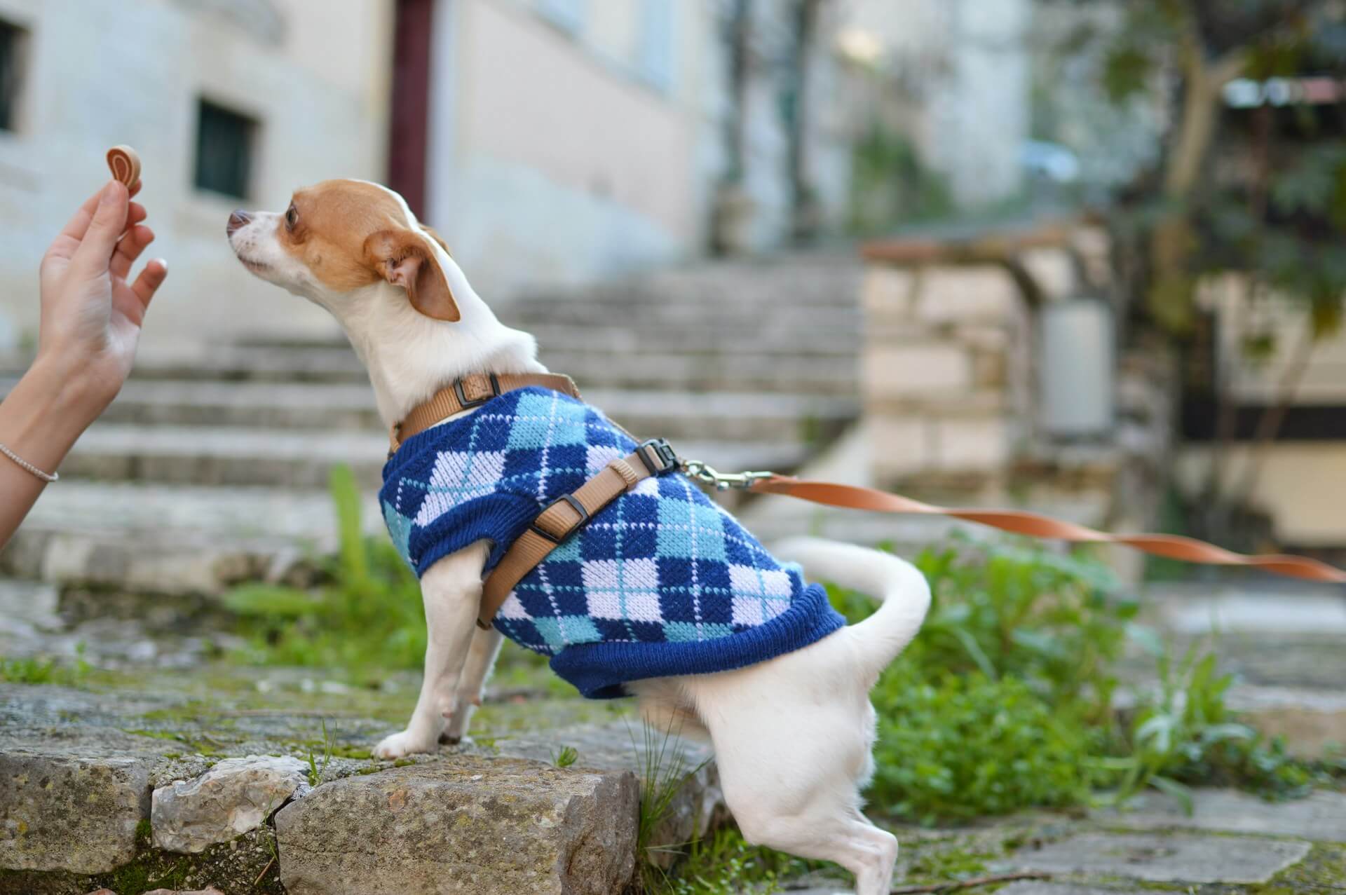 Un câine cu pulover și lesă stă afară și este recompensat cu o gustare.