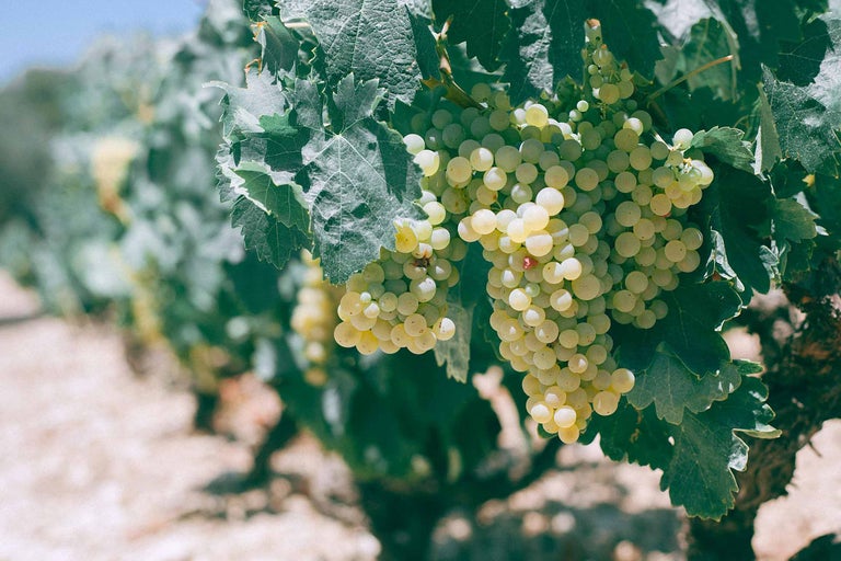 Prim-plan cu un ciorchine de struguri pe o viță de vie