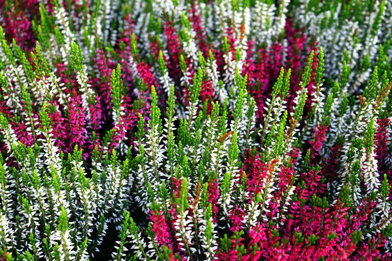 O prim plan cu o plantă de erica dens plantată cu diverse inflorescențe ca plantă decorativă de grădină.