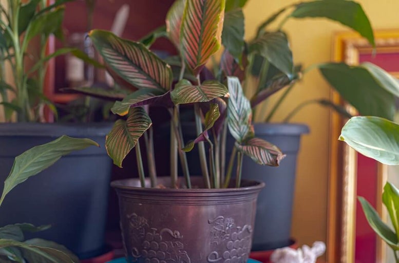 Calathea sau „planta care se roagă" - îngrijirea, înmulțirea și cultivarea calatheei Crocata, Ornata și a altor tipuri populare