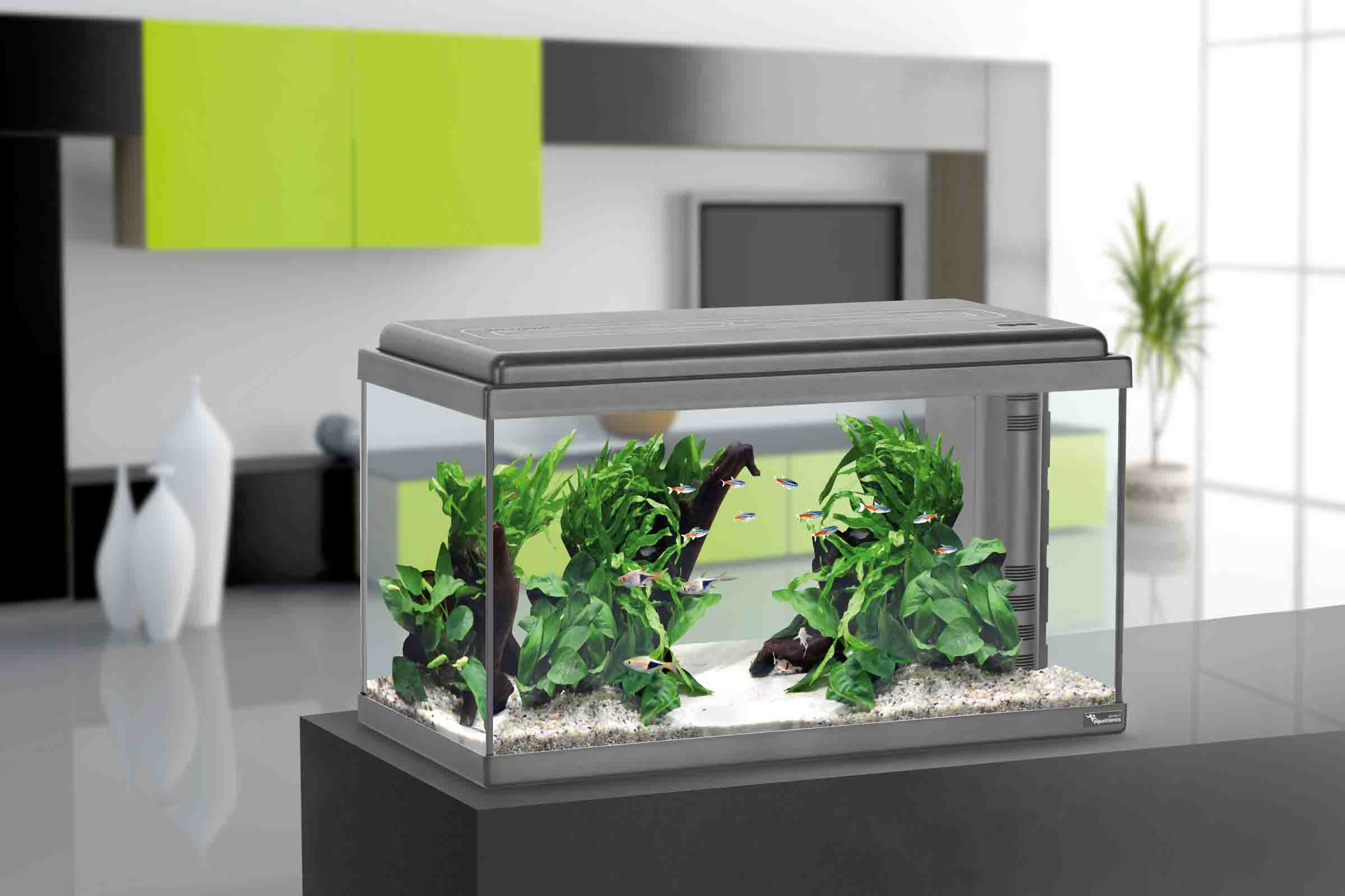 Acvariu cu plante, pești și filtru pe un dulap
