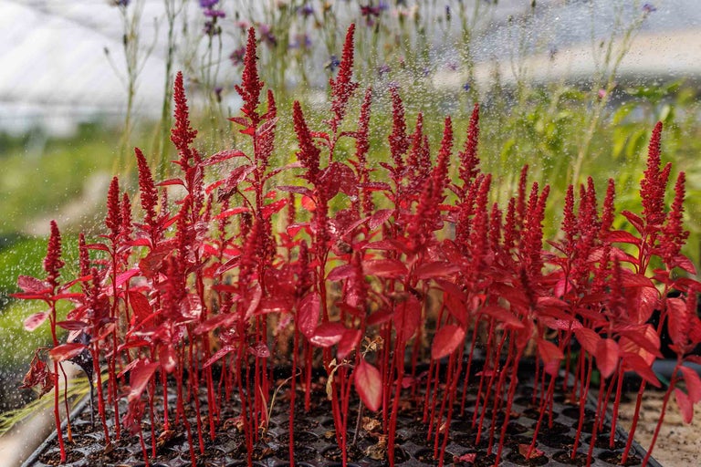 Rasăduri de amarant caudat roșu în alveole sub irigare