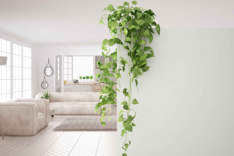 Apartament luminos cu canapea, covor și plantă de apartament Epipremnum