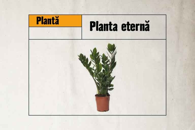 Zamioculcas plantă de interior în ghiveci