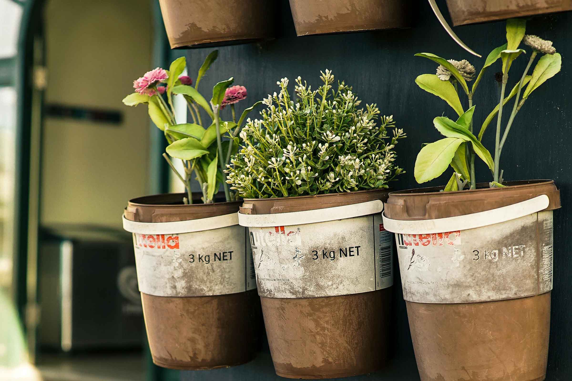 Trei ghivece plantate cu flori și plante