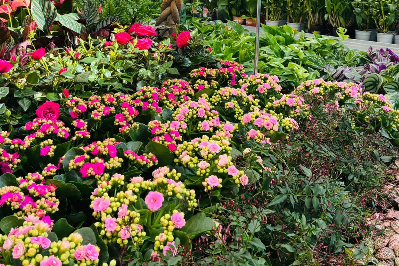 Diverse plante de interior cu flori într-o grădină.