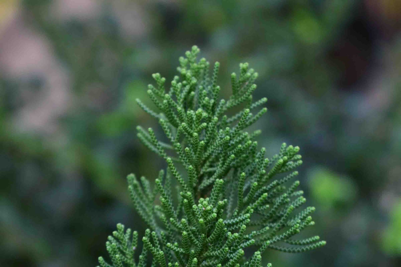 Prim-plan cu acele verzi solzoase ale unui chiparos