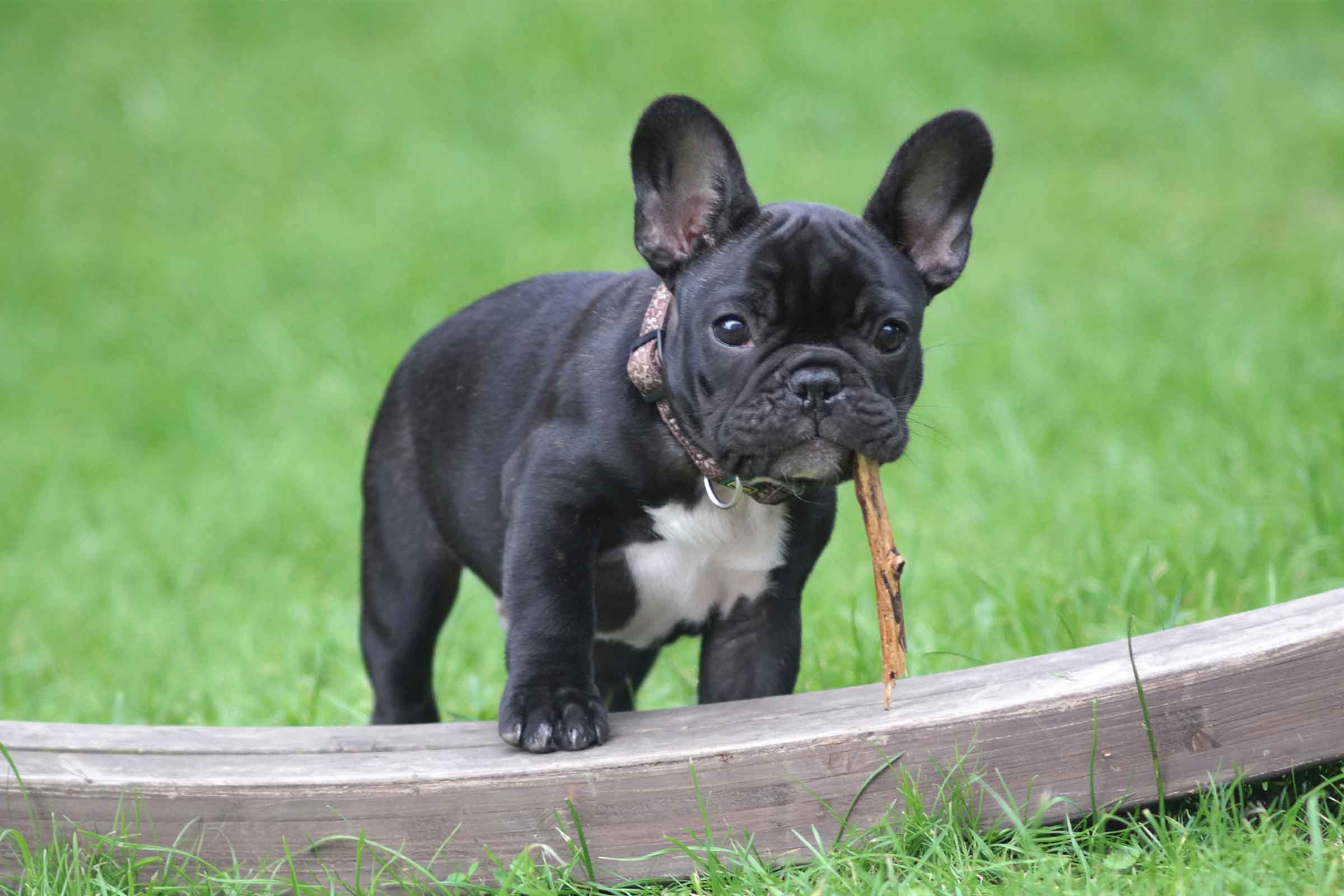 Buldog negru cu zgardă și un băț în gură