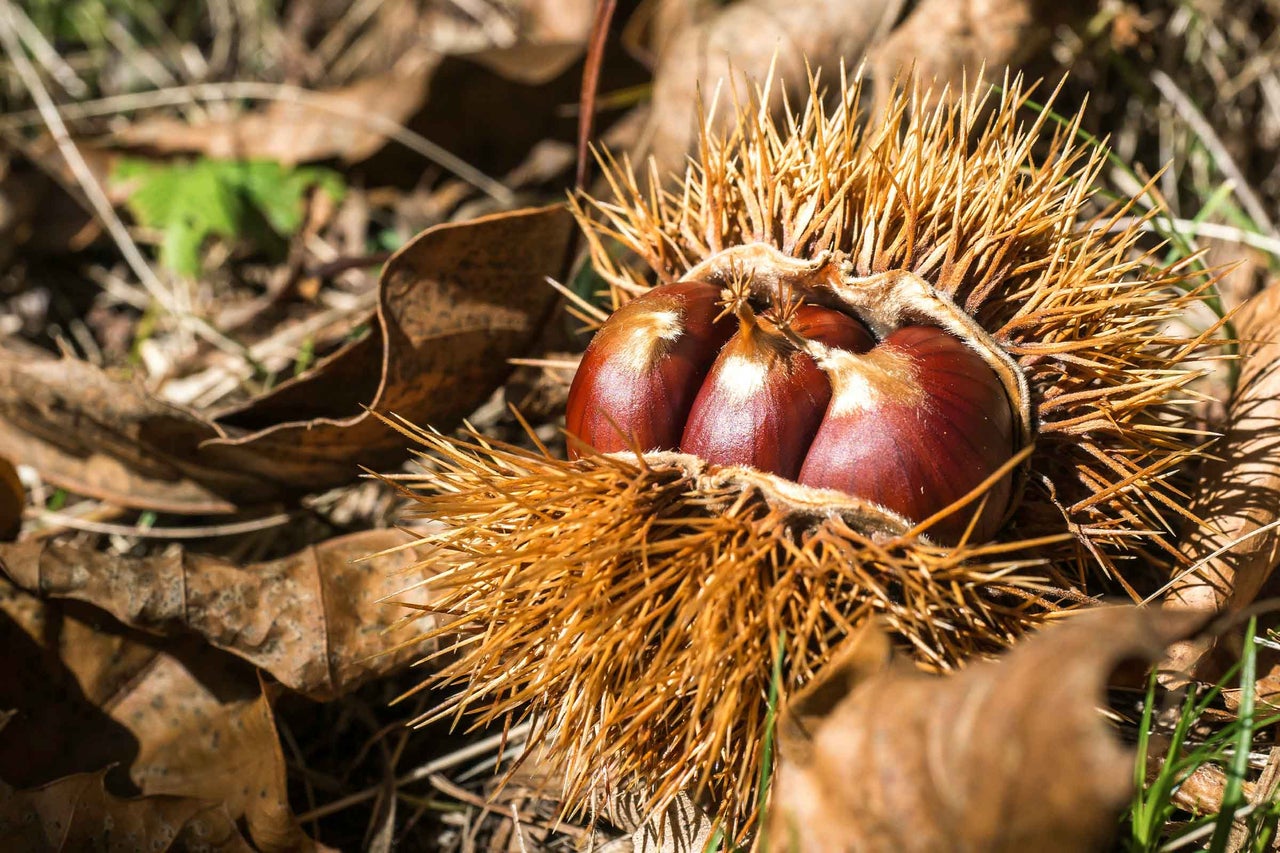 Castane comestibile în coajă spinoasă pe frunze