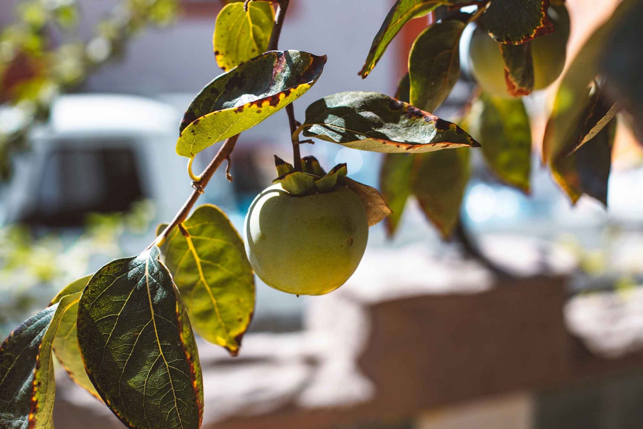 Prim-plan cu un kaki necopt cu fructe