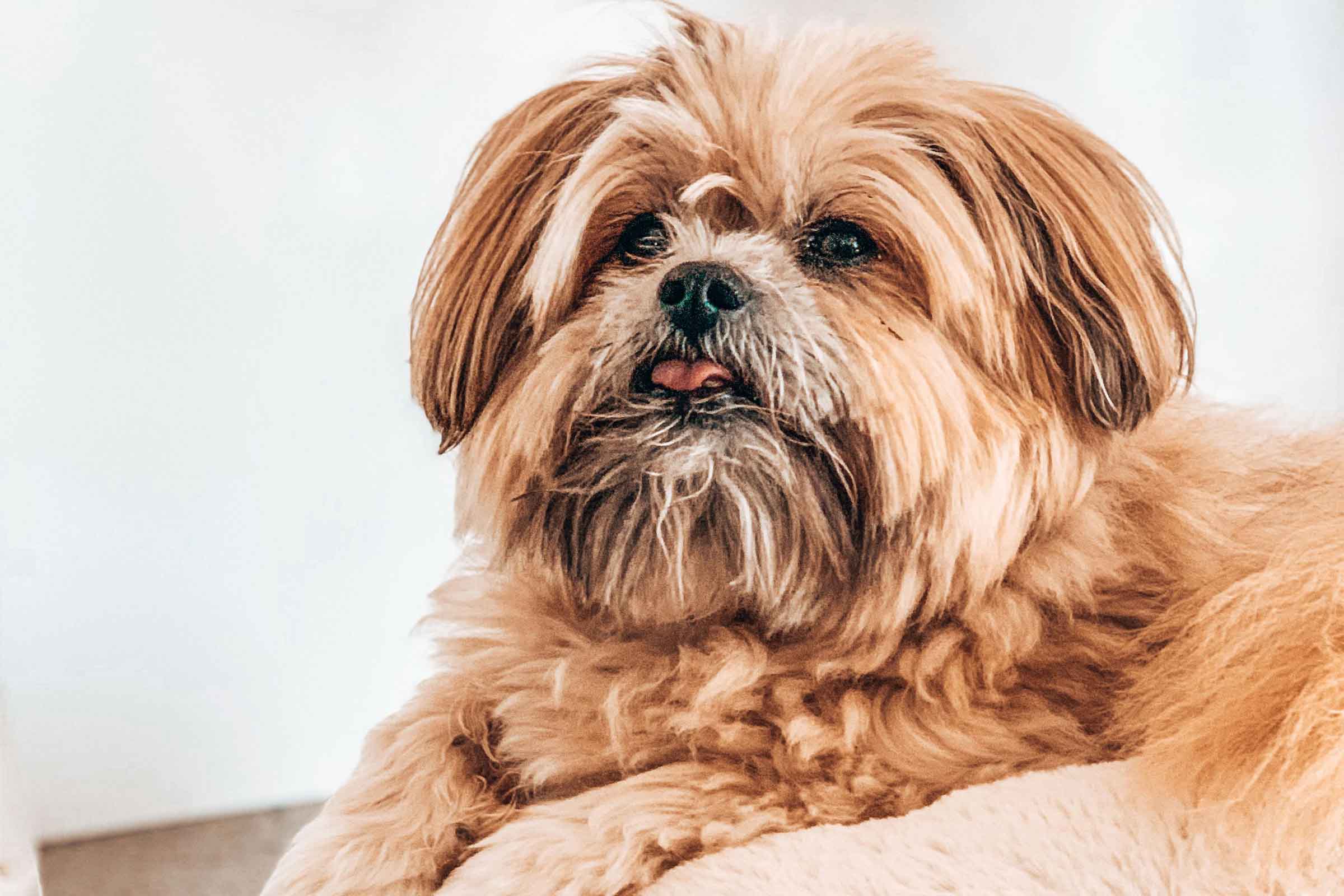Portret al unui Shih Tzu