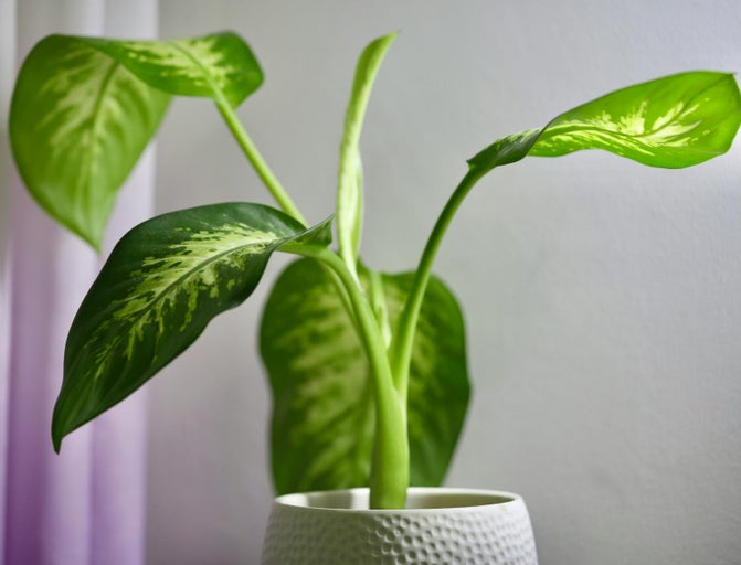 Dieffenbachia în ghiveci texturat ca plantă de apartament