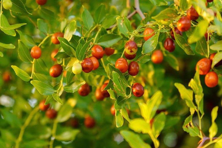 Prim-plan cu un arbore jujube cu fructe și frunze