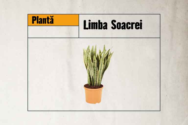 Limba soacrei plantă de interior în ghiveci