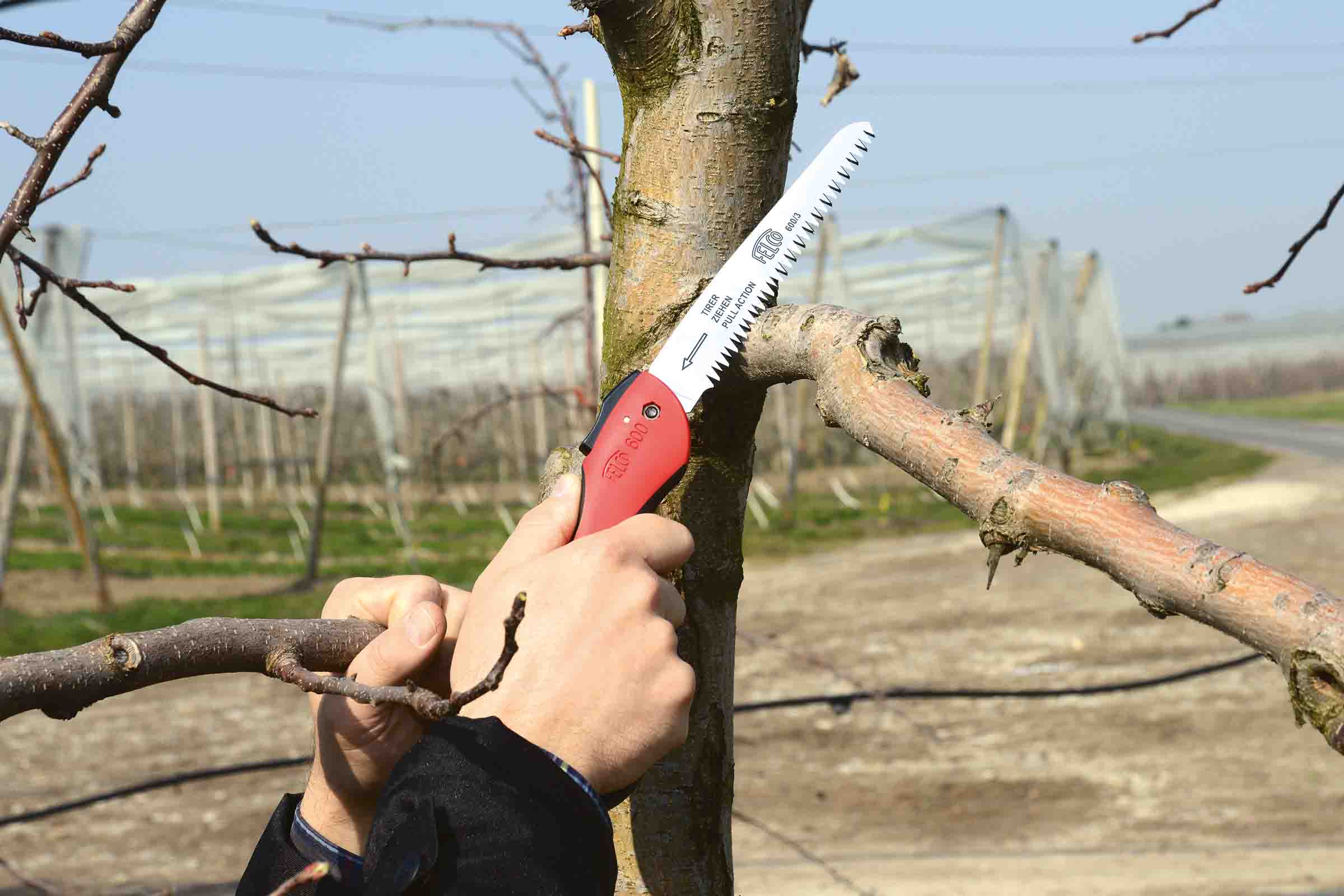 O persoană folosește un ferăstrău manual de marca Felco pentru a tăia o ramură dintr-un copac.