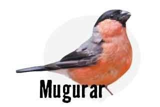 Pasăre mugurar