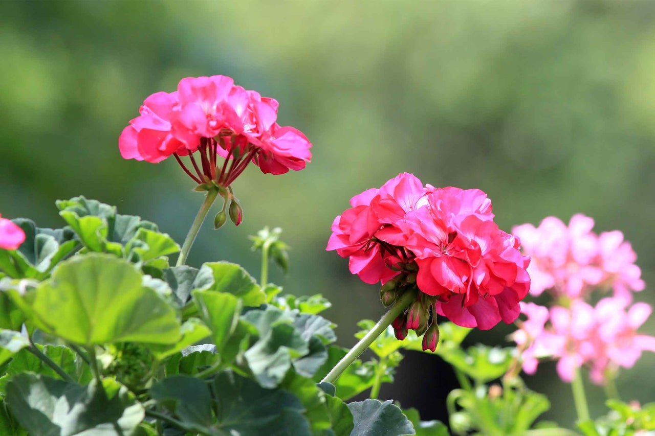 Prim-plan cu o mușcată roz cu frunze verzi.