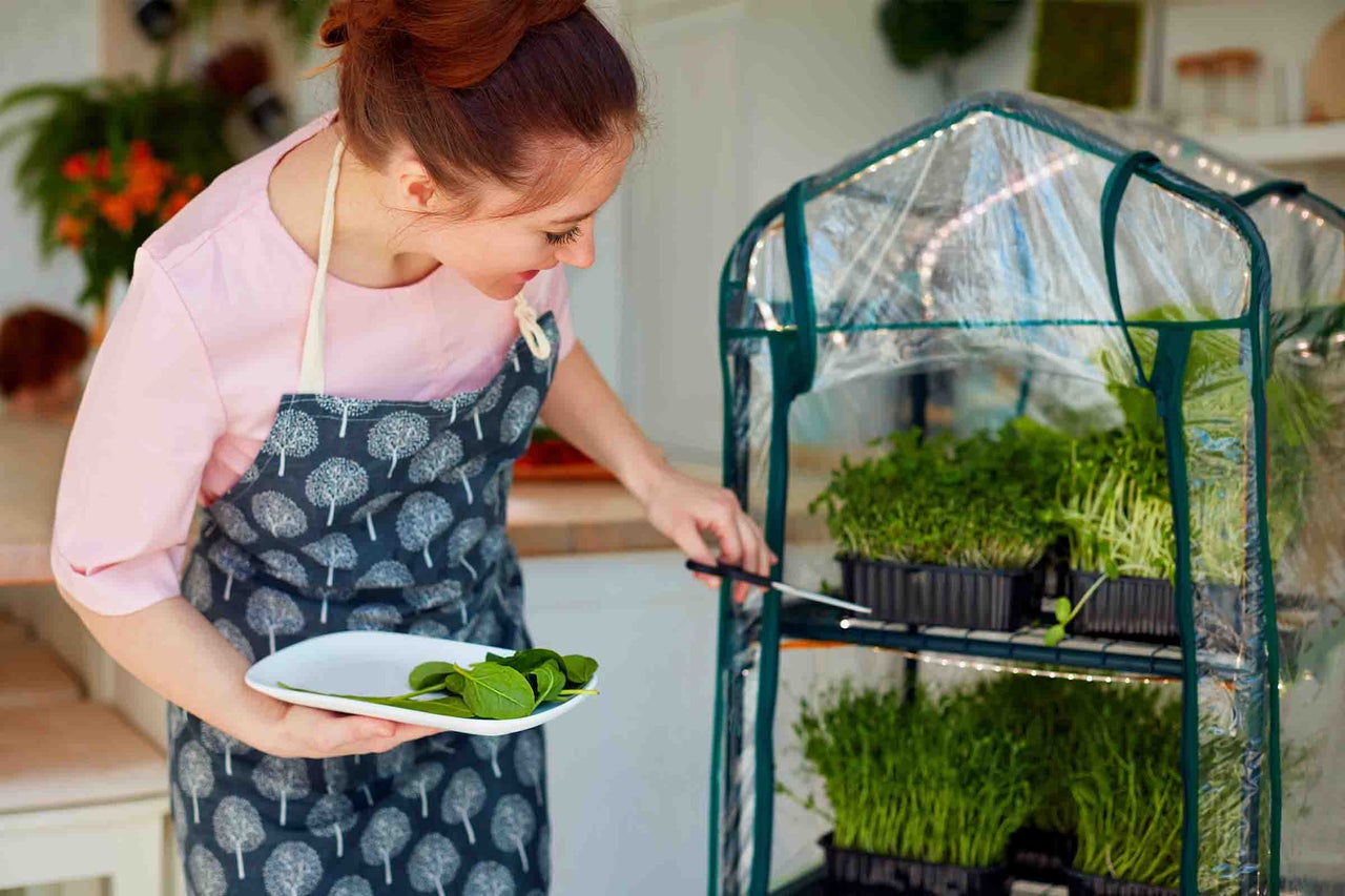 O femeie cu șorț recoltează microplante dintr-o mini seră de interior cu husă transparentă din plastic și rafturi.