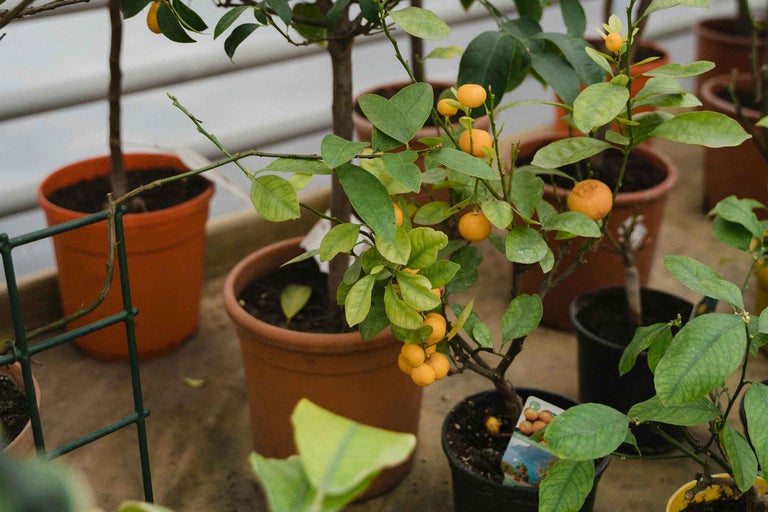 Mai mulți pomi de Kumquat în ghivece cu frunze verzi și fructe portocalii.