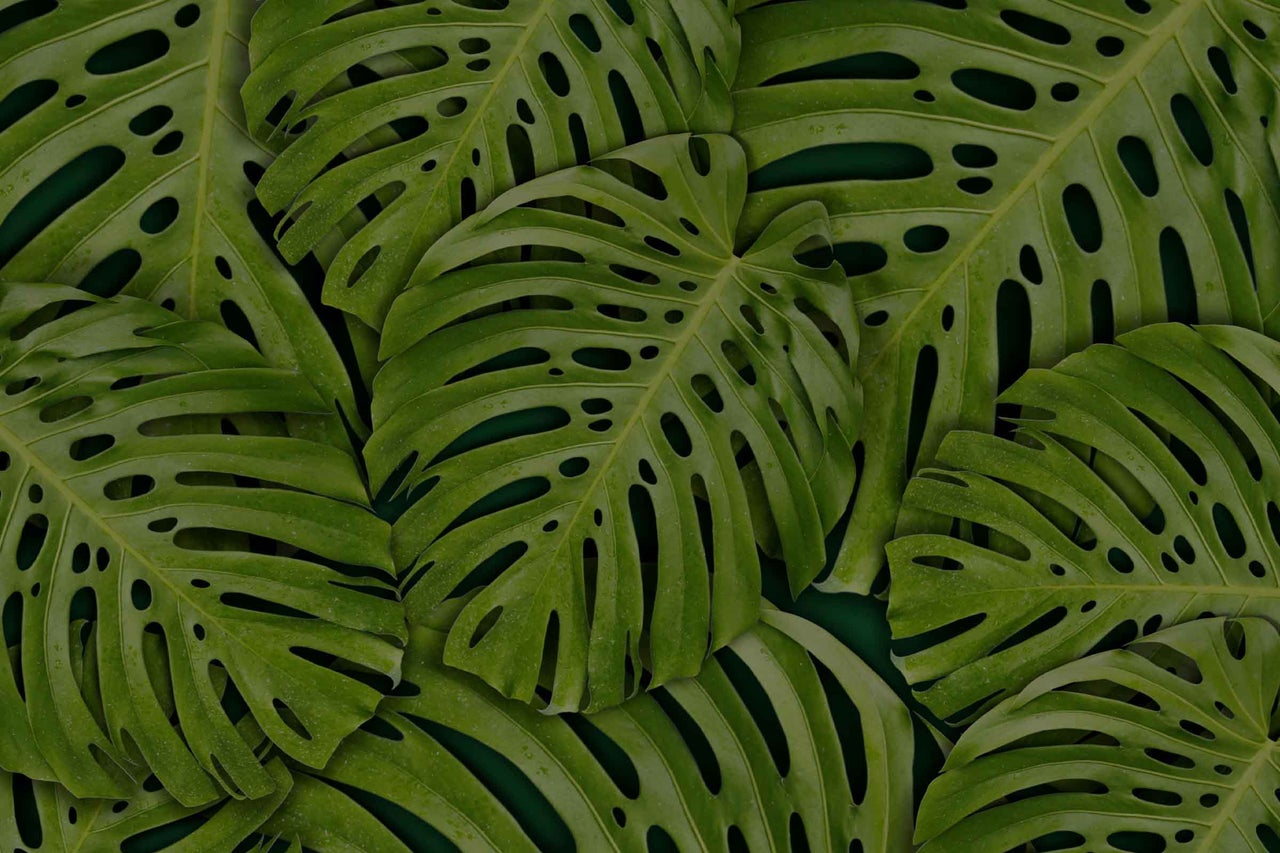 Prim-plan cu frunze de Monstera