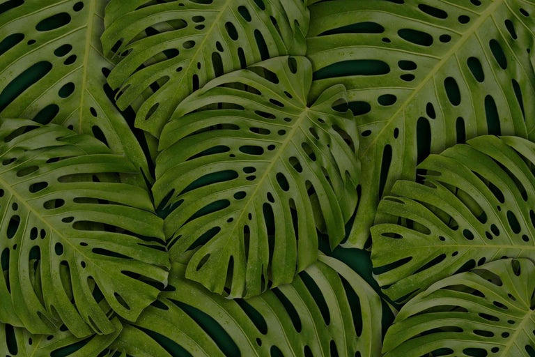 Prim-plan cu frunze de Monstera