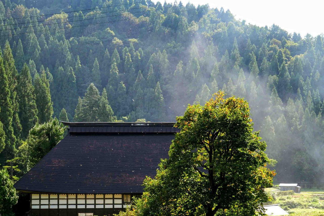 Clădire tradițională cu acoperiș închis în fața unui versant împădurit cu ceață și un copac verde în prim-plan.