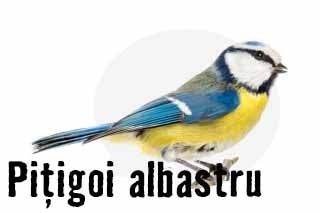 Pițigoi albastru