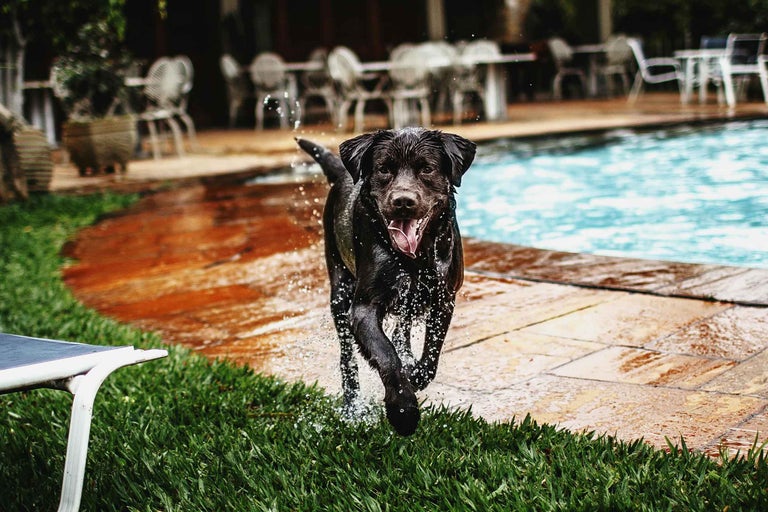 Un câine labrador retriever iese ud dintr-o piscină.