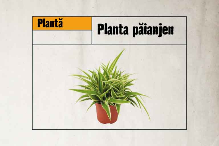 Planta de interior liliac de apartament în ghiveci