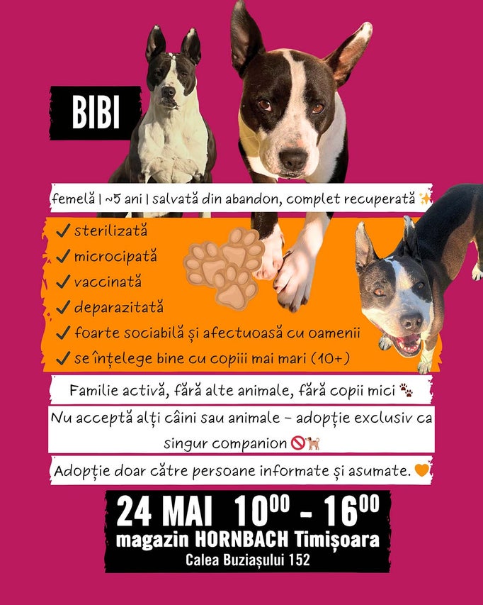 Adopție de câini la Hornbach Timișoara pe 24 mai, între orele 10 și 16. Cățelușa Bibi, circa 5 ani, sterilizată, vaccinată, pentru familii fără animale.