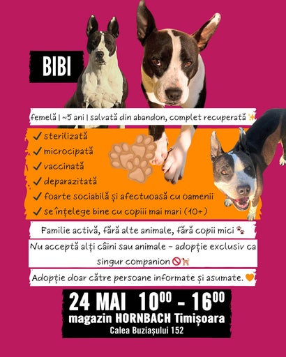 Adopție de câini la Hornbach Timișoara pe 24 mai, între orele 10 și 16. Cățelușa Bibi, circa 5 ani, sterilizată, vaccinată, pentru familii fără animale.