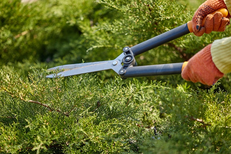 Foarfece de grădină folosit pentru tăierea unui gard viu