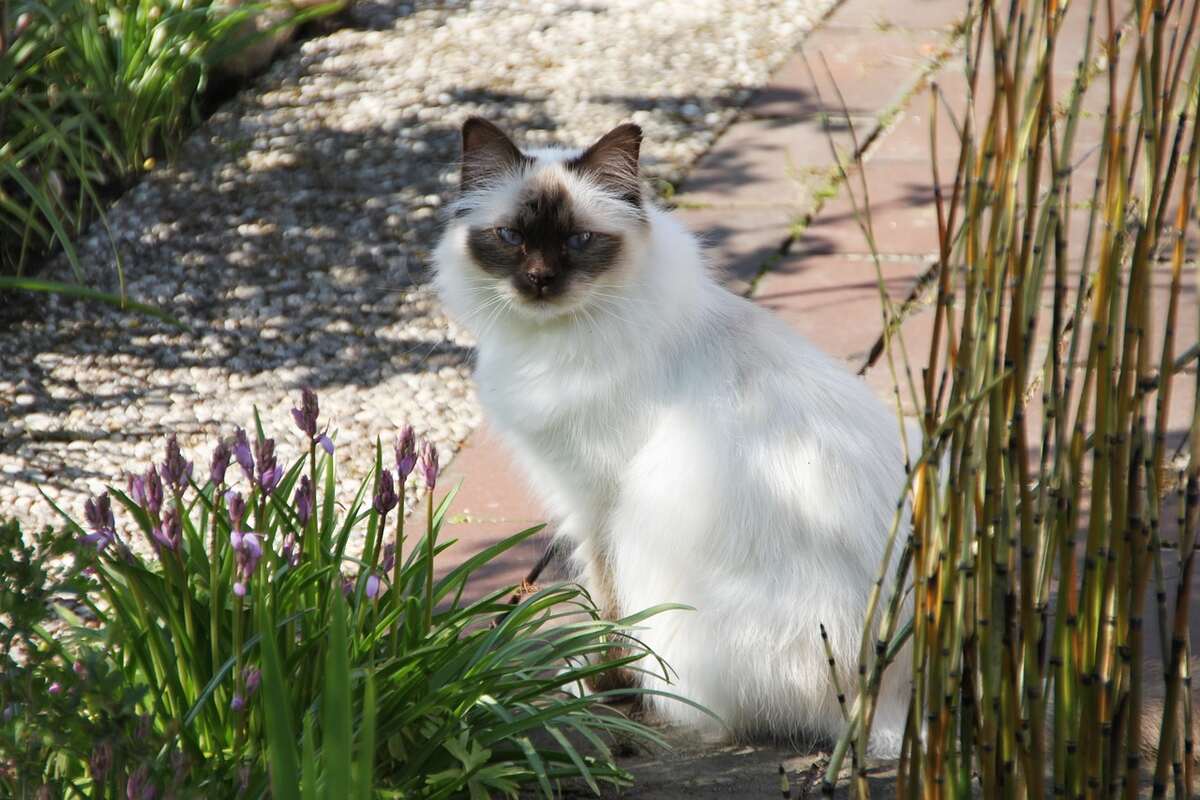 Pisică birmaneză stând în grădină lângă plante.