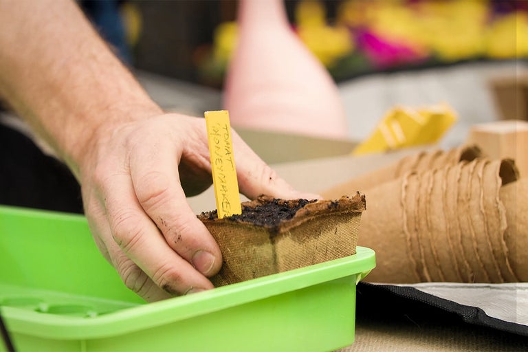 O persoană plantează o plantă de tomate într-un ghiveci de răsad cu o etichetă galbenă într-o tavă de răsad.