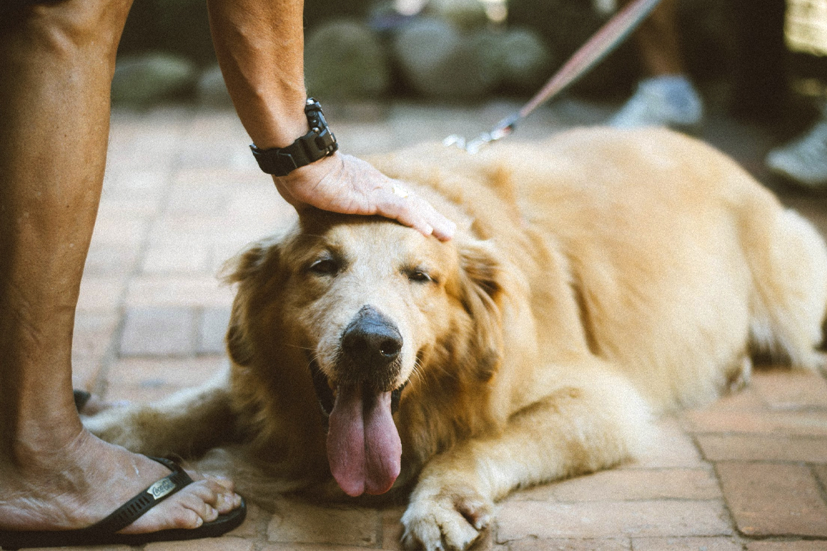 Un bărbat mângâie un Golden Retriever afară