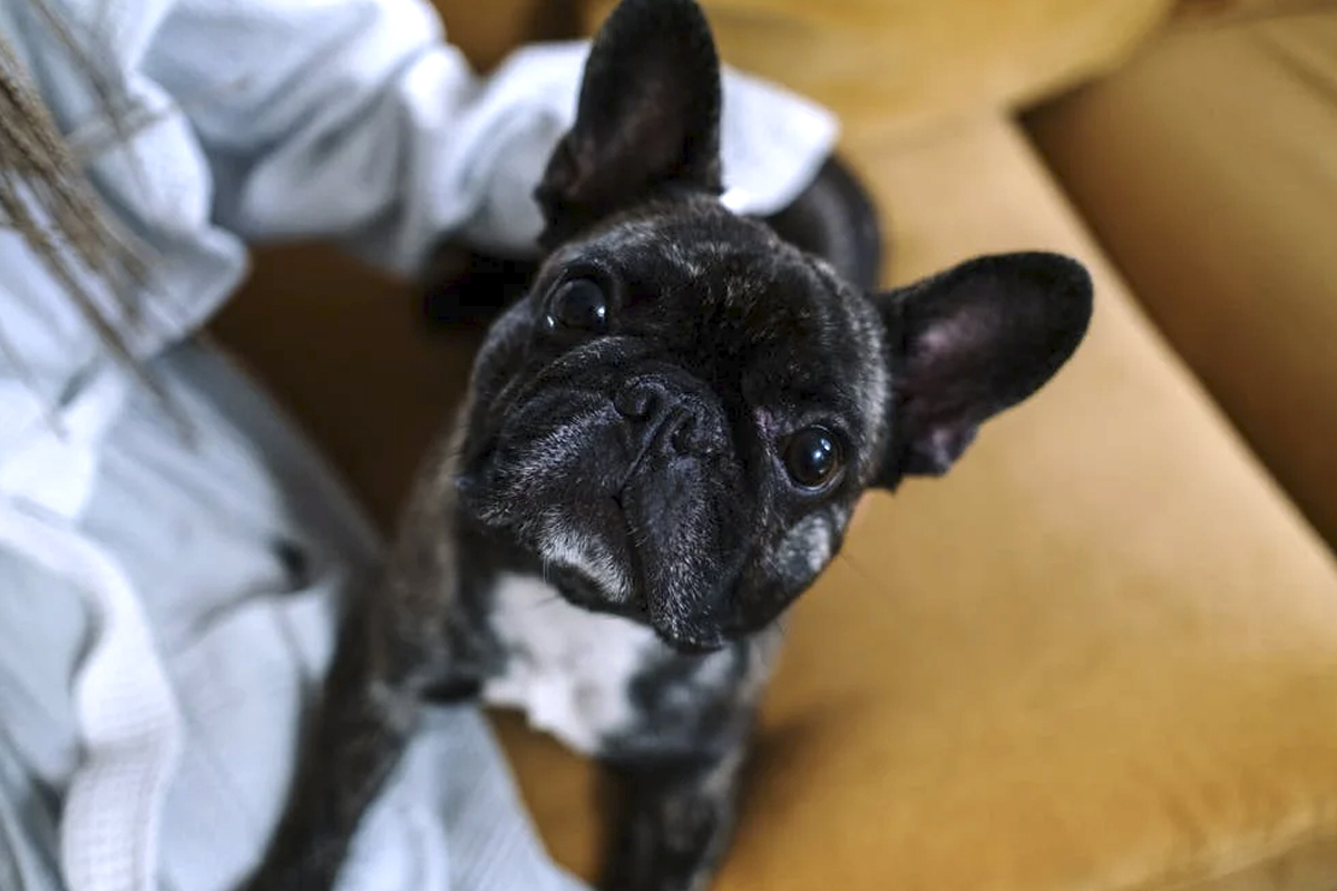 Prim-plan al unui bulldog francez pe o canapea