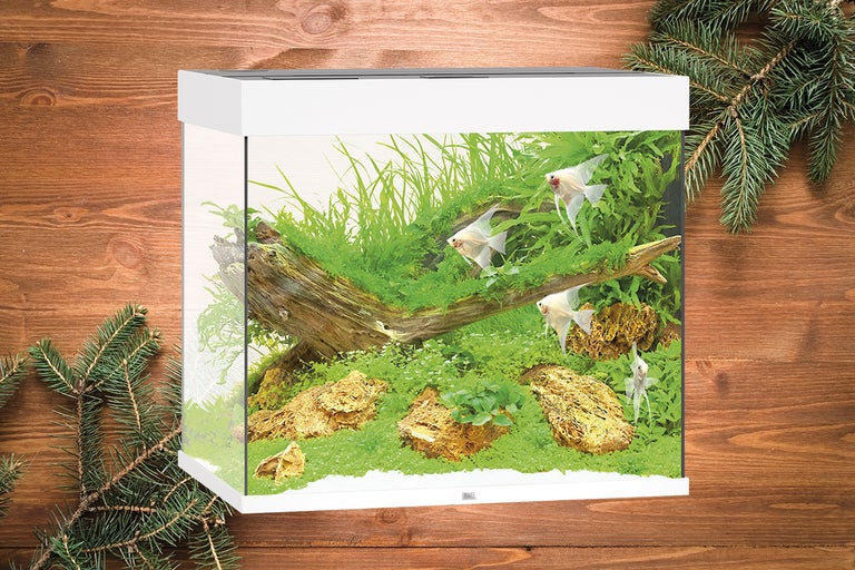 Acvariu decorativ cu pești, plante și elemente din lemn