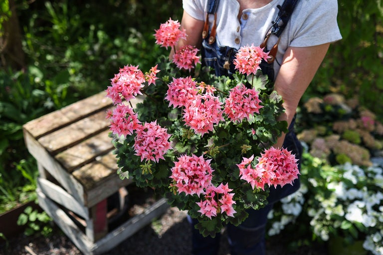 Îngrijirea plantei Geranium