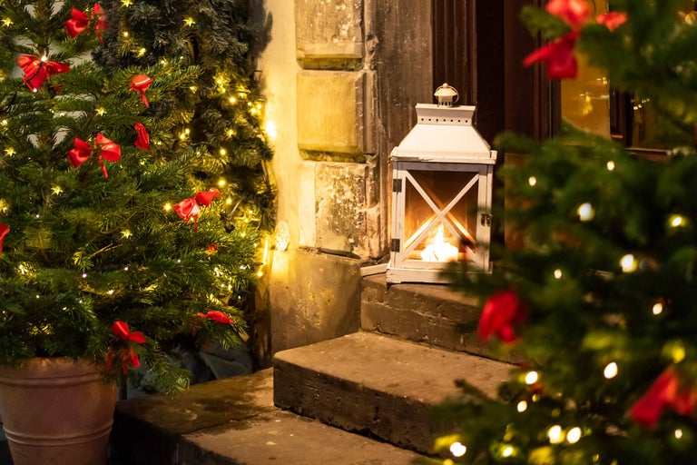 Când se plantează brazii din ghiveci și cum îi îngrijiți?