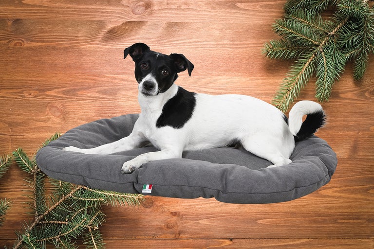 Câinele stă întins pe un pat gri pentru câini, pe un fundal de lemn