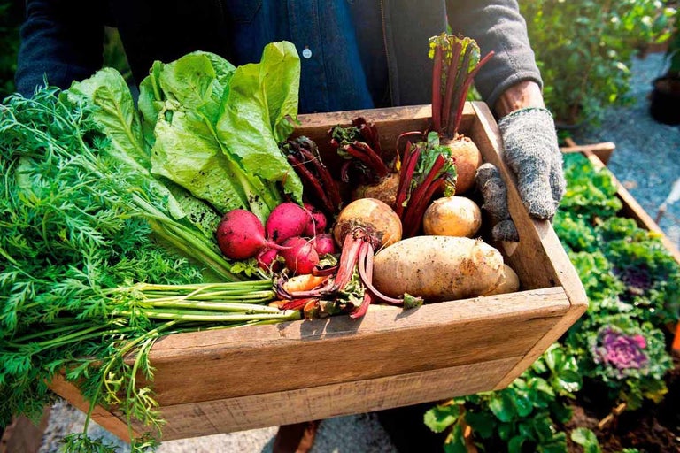Culturi de toamna profitabile: ghidul complet pentru legume și lucrări esențiale