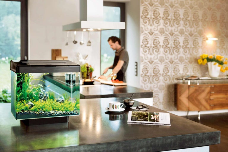 Acvariu cu plante și pești pe un blat de bucătărie într-o casă modernă.