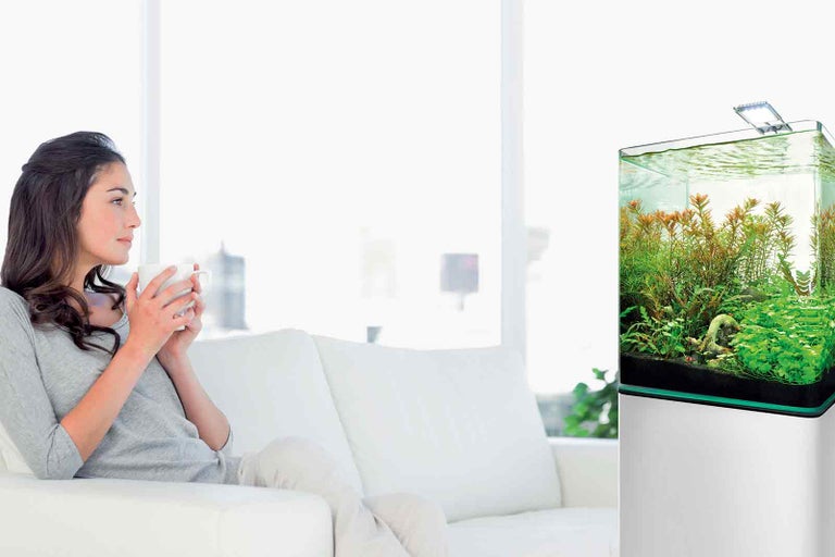 Schimbarea parțială a apei în acvariu (20-30%)