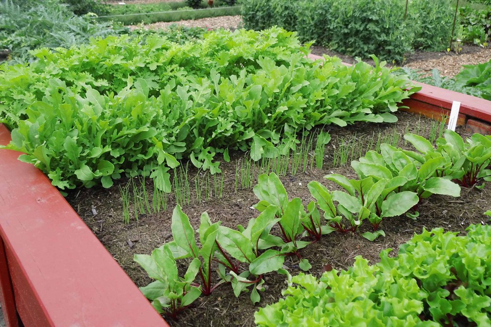 crearea unei gradini de legume crearea unei gradini de legume