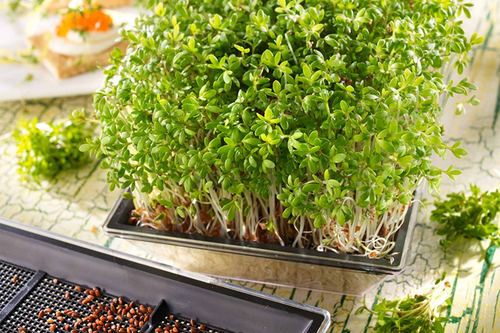 cultivarea semintelor pentru germinare cultivarea semintelor pentru germinare