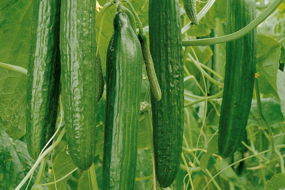 castraveti castraveti