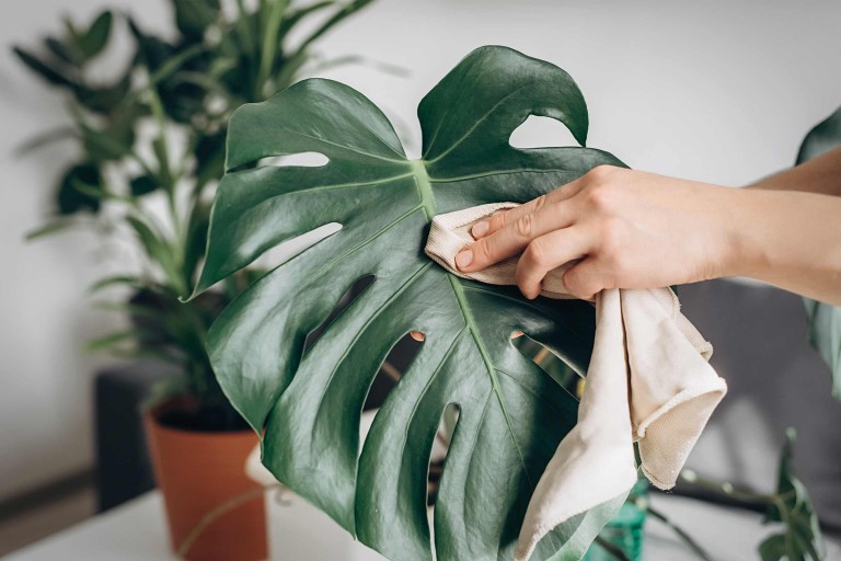 Îngrijirea plantei Monstera Îngrijirea plantei Monstera