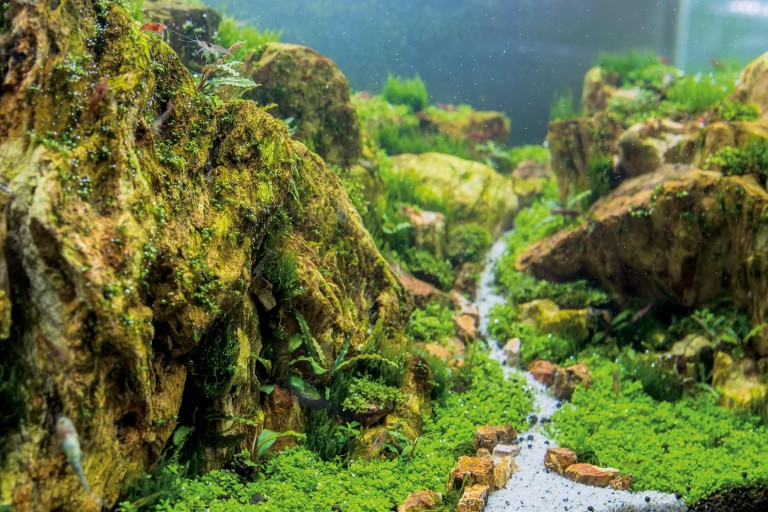 Aquascape: crearea de peisaje sub apă
