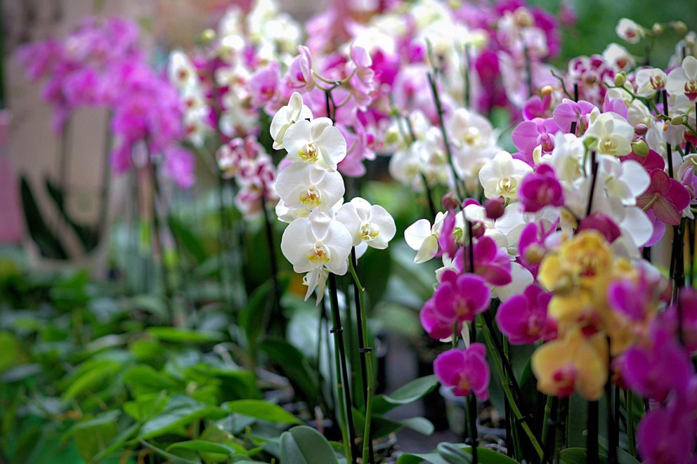 Îngrijirea orhideelor